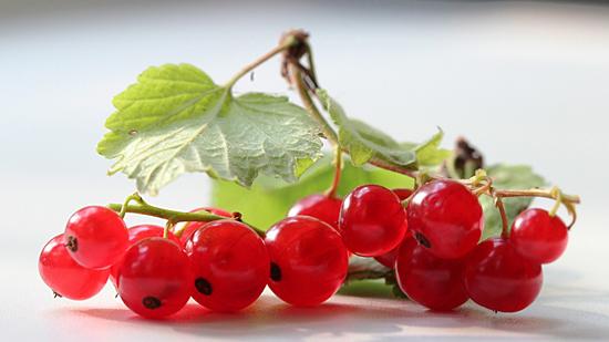 Redcurrant